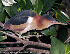 Least Bittern