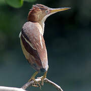 Least Bittern