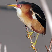 Least Bittern