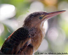 Least Bittern