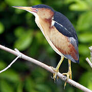 Least Bittern