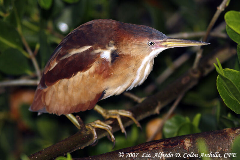 Least Bittern, identification