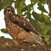 Broad-winged Hawk