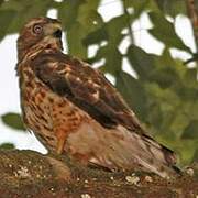 Broad-winged Hawk