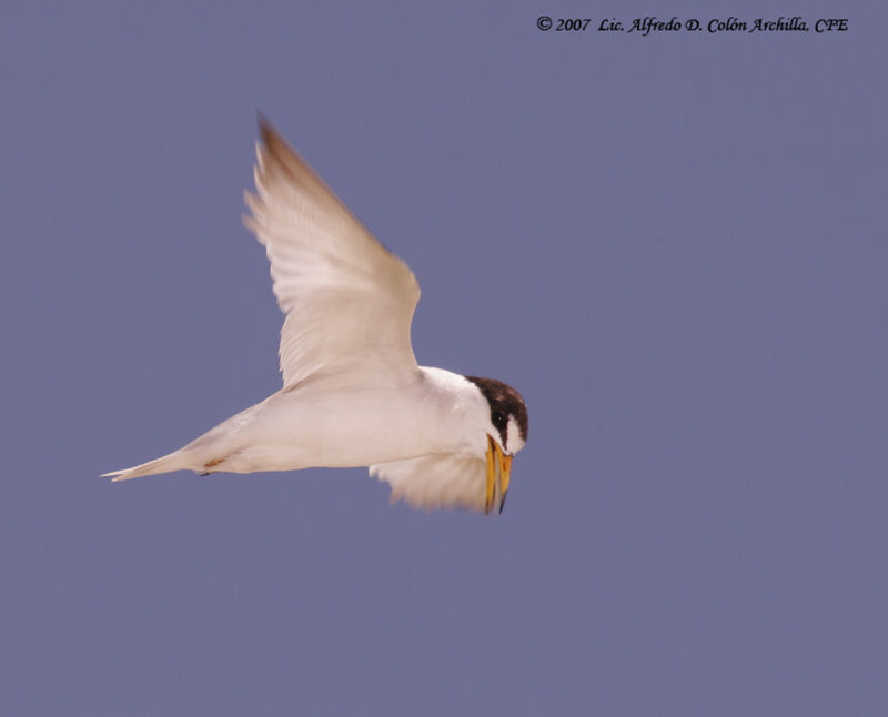 Least Tern