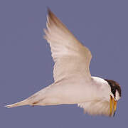 Least Tern