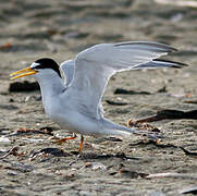 Least Tern