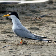 Least Tern