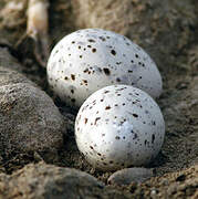 Least Tern