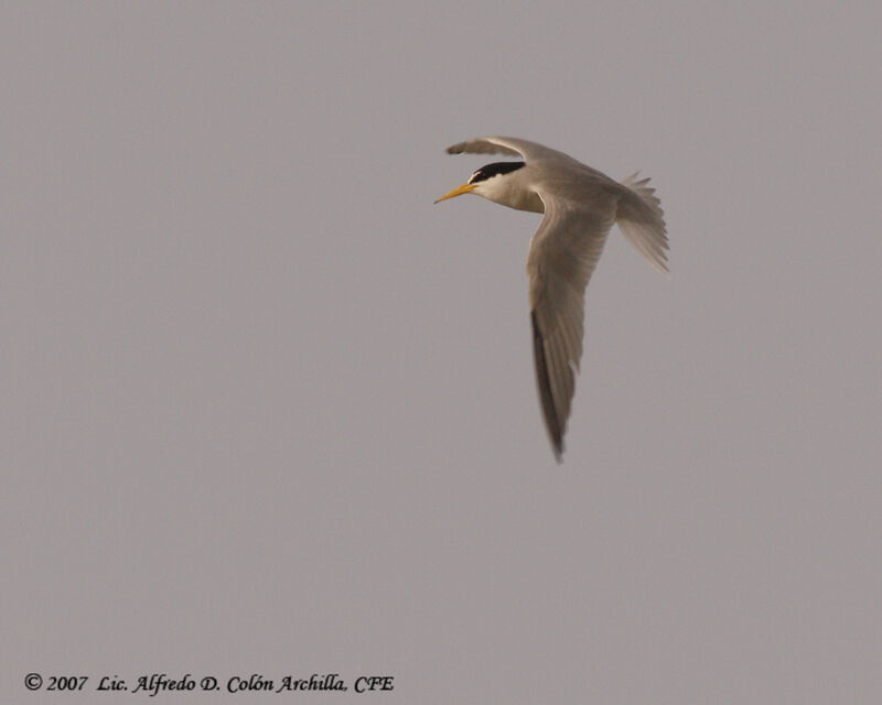 Least Tern