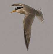 Least Tern