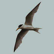 Least Tern