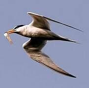 Least Tern