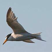 Least Tern