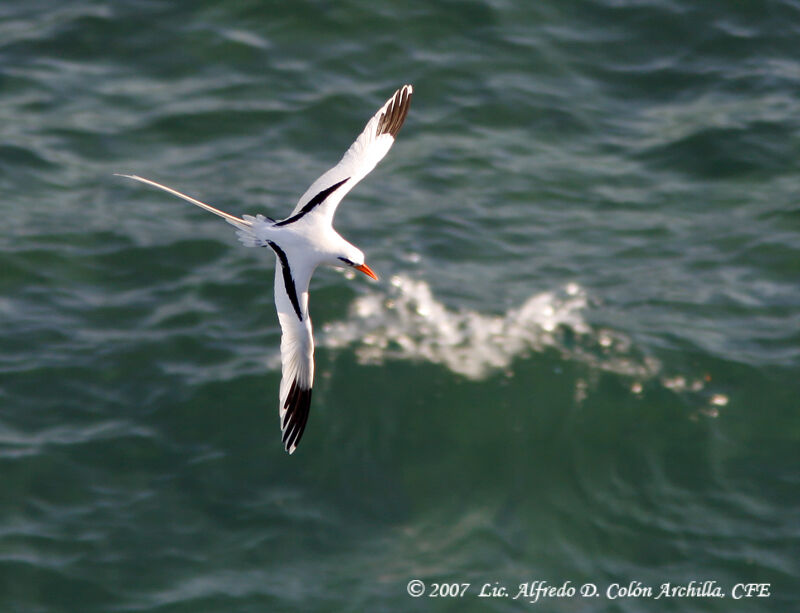 White-tailed Tropicbird