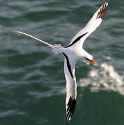 White-tailed Tropicbird