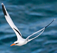 White-tailed Tropicbird