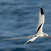 White-tailed Tropicbird