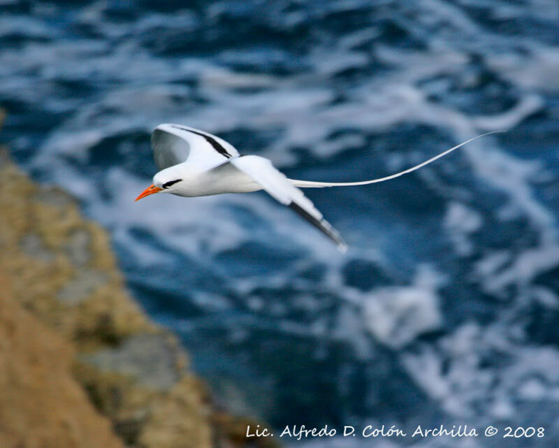 White-tailed Tropicbird