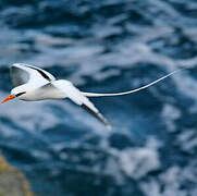 White-tailed Tropicbird