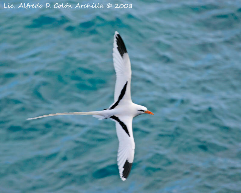 White-tailed Tropicbird