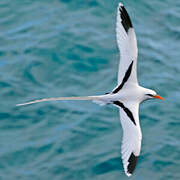 White-tailed Tropicbird