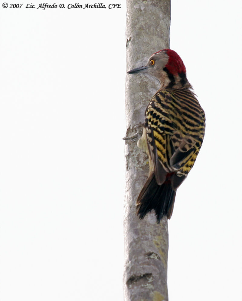 Hispaniolan Woodpecker