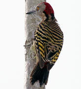 Hispaniolan Woodpecker