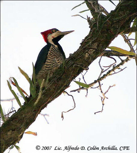 Crimson-crested Woodpecker