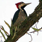 Crimson-crested Woodpecker