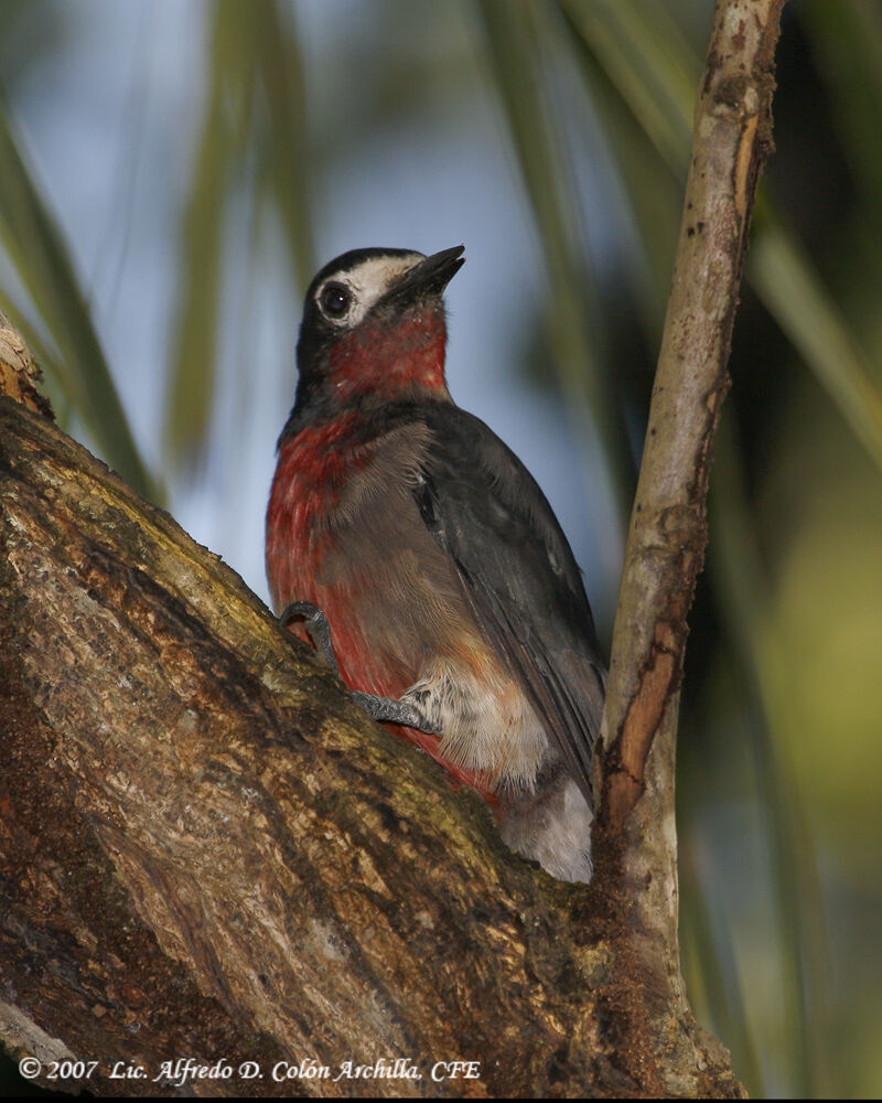 Puerto Rican Woodpecker male