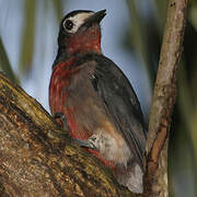 Puerto Rican Woodpecker