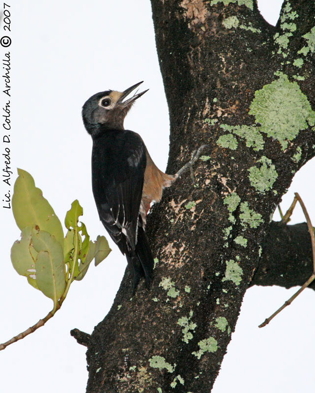 Puerto Rican Woodpecker