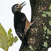 Puerto Rican Woodpecker