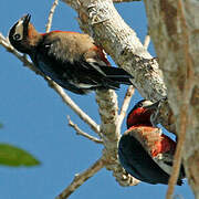 Puerto Rican Woodpecker