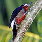 Puerto Rican Woodpecker