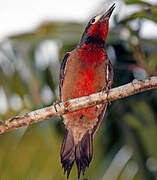 Puerto Rican Woodpecker