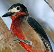 Puerto Rican Woodpecker