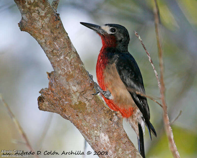 Pic de Porto Rico mâle adulte, identification