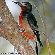 Puerto Rican Woodpecker