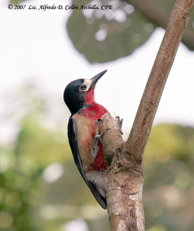 Puerto Rican Woodpecker