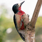 Puerto Rican Woodpecker