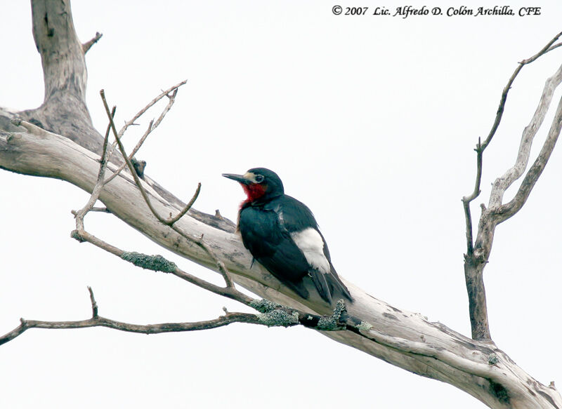 Puerto Rican Woodpecker