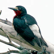 Puerto Rican Woodpecker