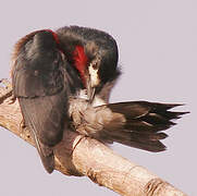 Puerto Rican Woodpecker