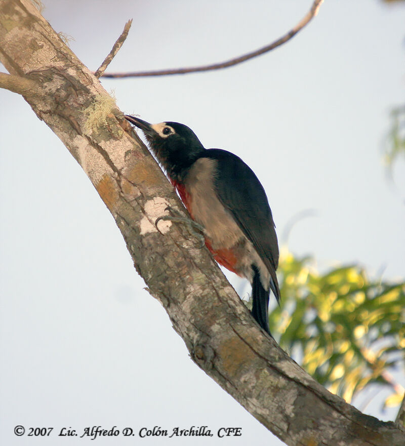 Pic de Porto Rico