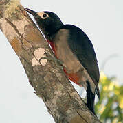 Puerto Rican Woodpecker