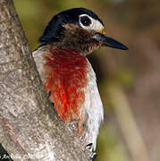 Puerto Rican Woodpecker