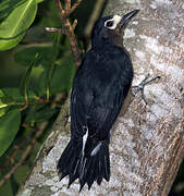 Puerto Rican Woodpecker