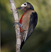 Puerto Rican Woodpecker